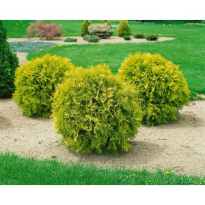 Drei runde, goldgelbe Thuja 'Anniek' Heckenpflanzen im Garten.