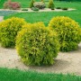 Drei runde, goldgelbe Thuja 'Anniek' Heckenpflanzen im Garten.