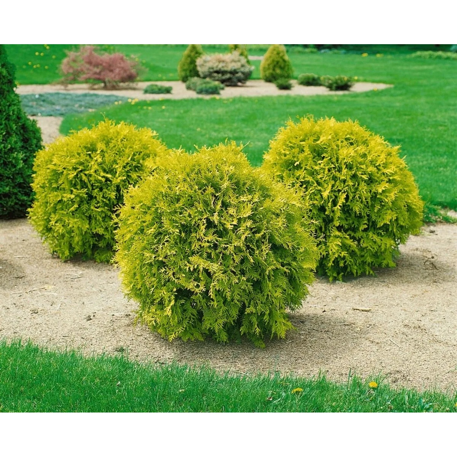 Drei runde, goldgelbe Thuja 'Anniek' Heckenpflanzen im Garten.