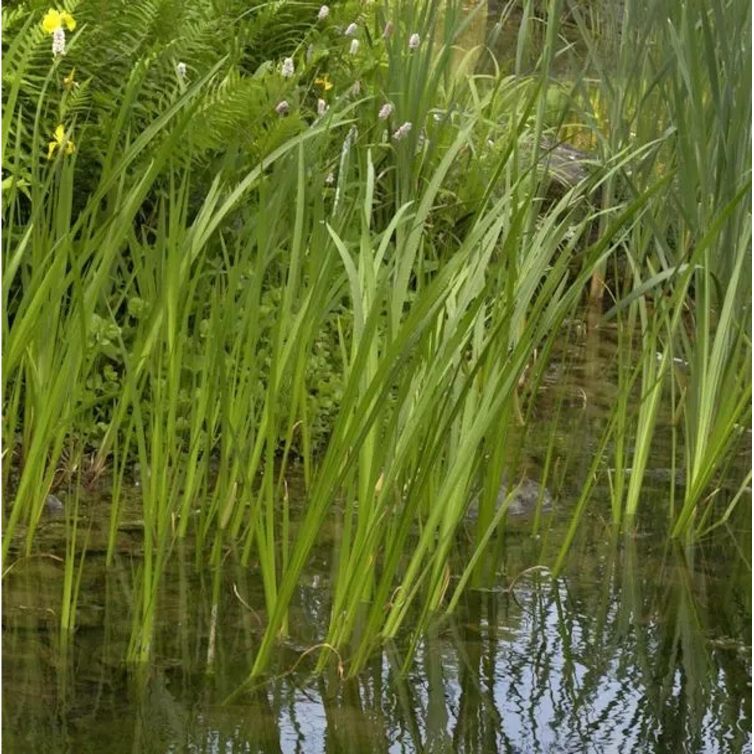 Kalmus - Acorus calamus