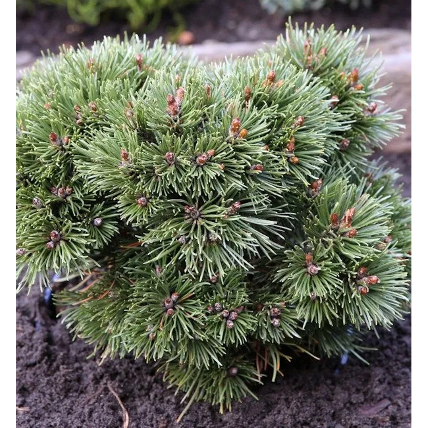 Zwerg Kugel Kiefer Heideperle 25-30cm - Pinus uncinata