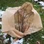 Pflanze mit Aquagart Jutegewebe als Winterschutz abgedeckt.