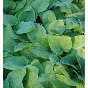 Grüne Funkie 'Fried Green Tomatoes' (Hosta cultorum) mit großen Blättern im Detail.