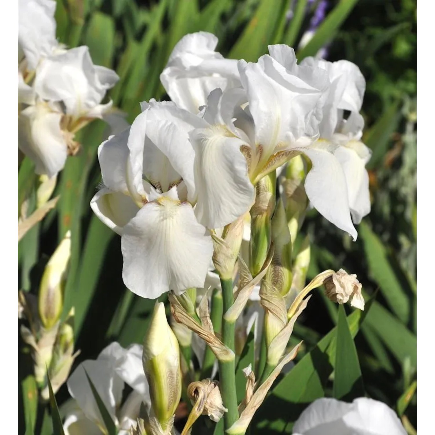 Schwertlilie White Knight - Iris barbata