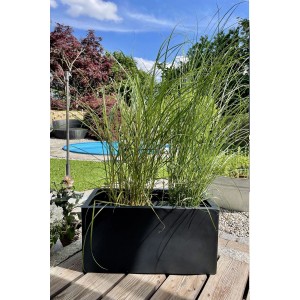 Anthrazitfarbener Vivanno Pflanzkübel Maxi (60x30x30 cm) mit Bepflanzung im Garten.