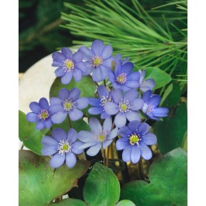 Blaues Leberblümchen (Hepatica Nobilis) im 9x9 cm Topf, eine winterharte Staude für schattige Gärten.