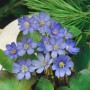Blaues Leberblümchen (Hepatica Nobilis) im 9x9 cm Topf, eine winterharte Staude für schattige Gärten.
