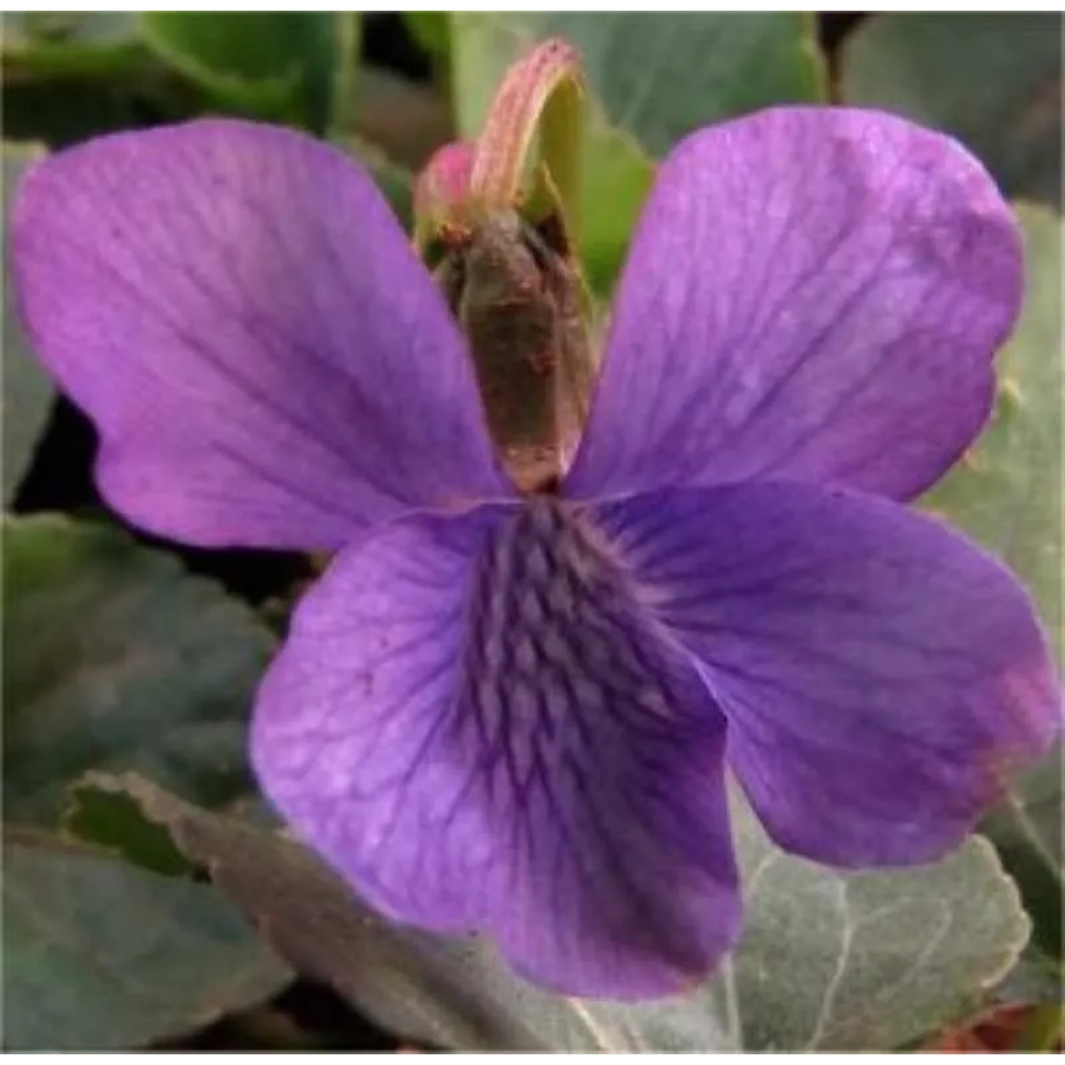 Pfingst Veilchen Rubra - Viola sororia