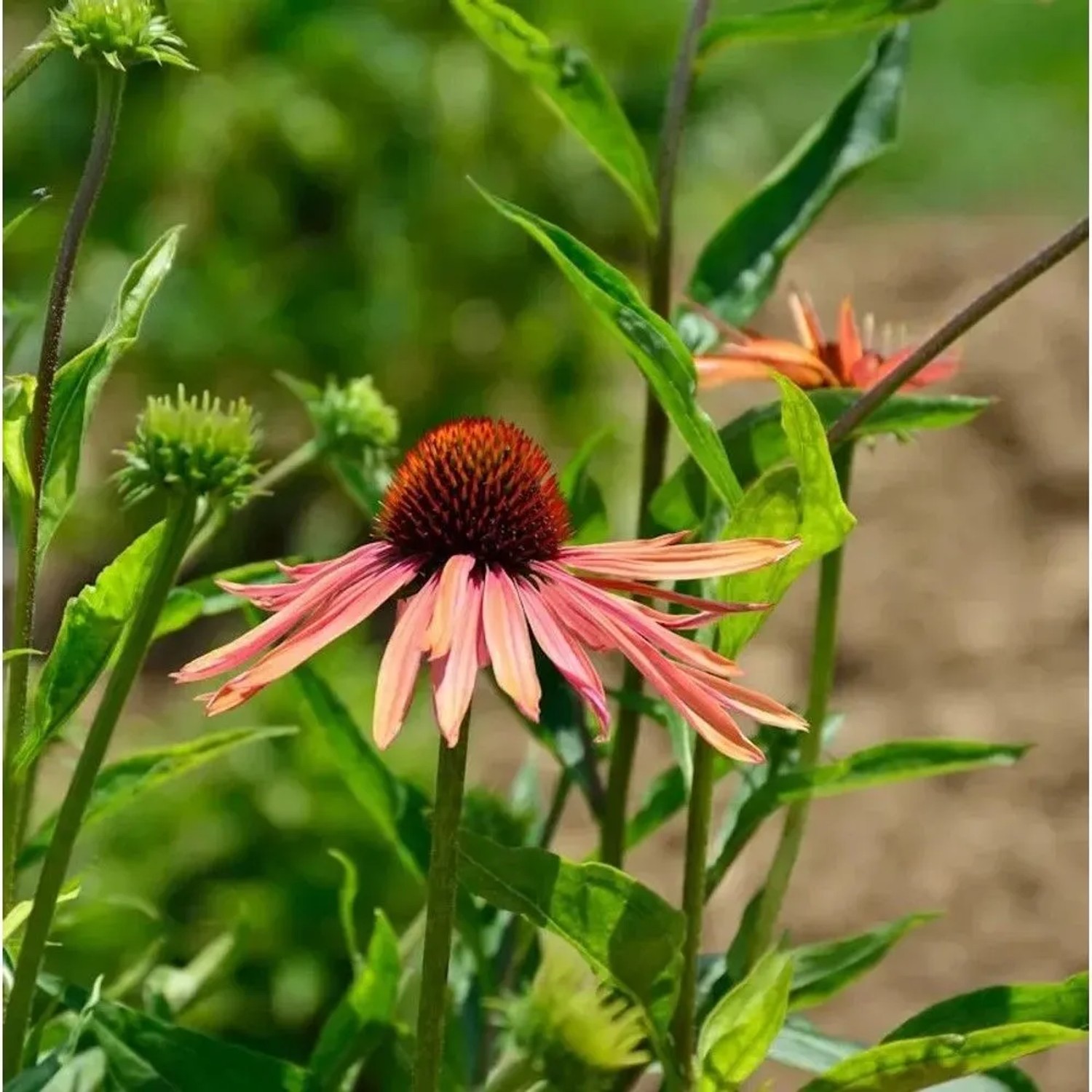 Orangefarbener Sonnenhut Lakota (Echinacea cultorum) im Gartenbeet.