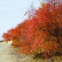 Reihe rotlaubiger Cotoneaster acutifolius Heckenpflanzen im Herbst.