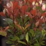 Glanzmispel 'Little Red Robin', 40-60 cm, mit roten und grünen Blättern. Ideal als Strauch oder Hecke.