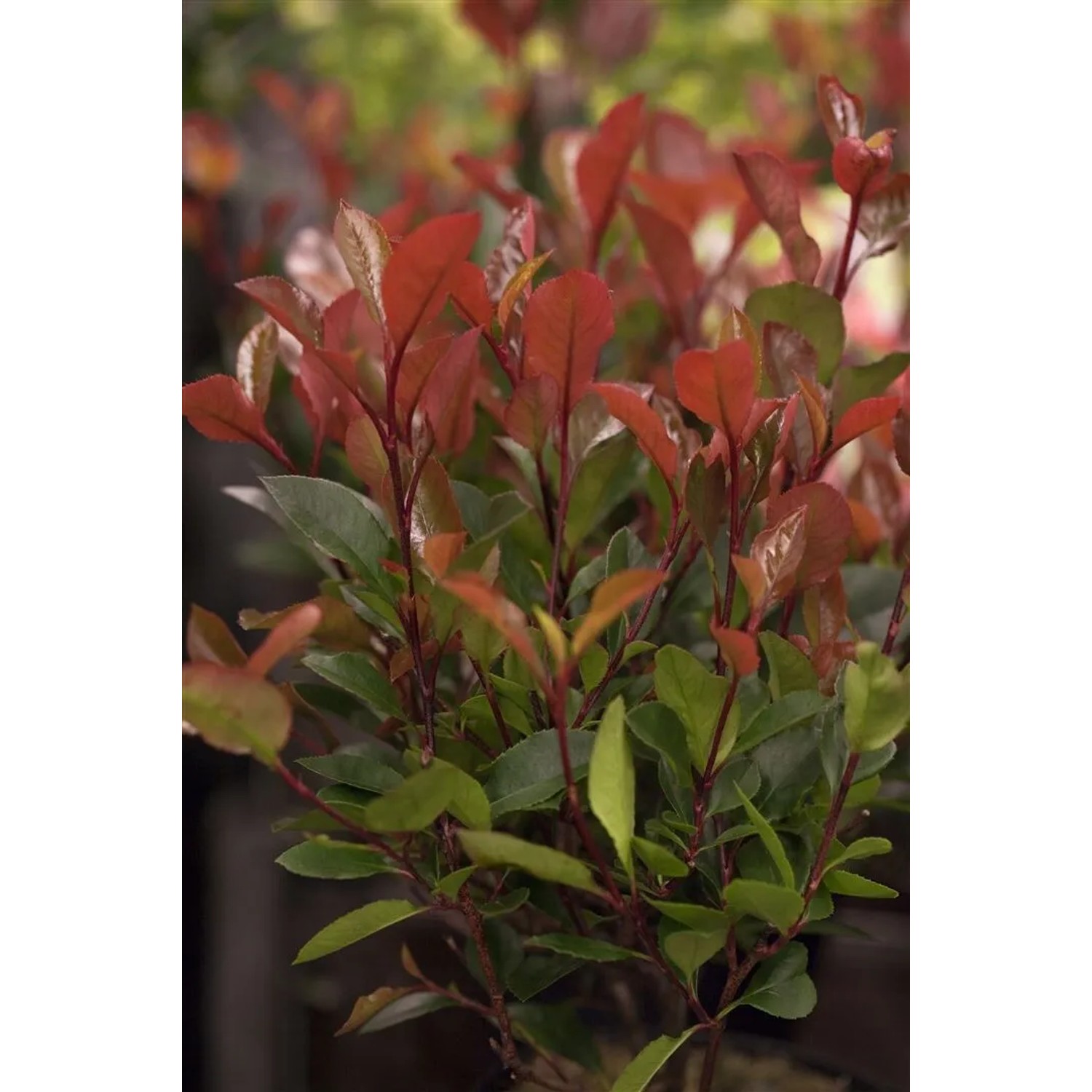 Glanzmispel 'Little Red Robin', 40-60 cm, mit roten und grünen Blättern. Ideal als Strauch oder Hecke.