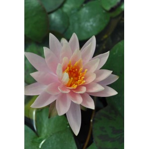 Nahaufnahme einer rosa Seerose 'Rosennymphe' mit gelber Mitte im Teich.