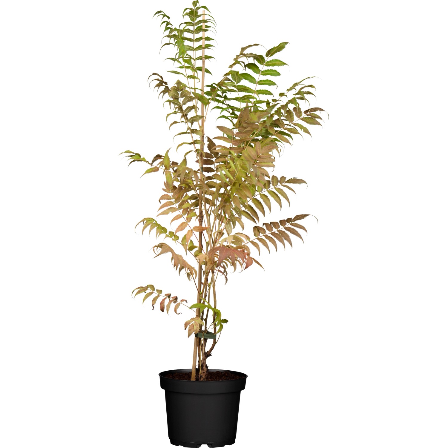OBI Flieder-Spiere Sem Weiß Höhe ca. 40 - 50 cm Topf ca. 6 l Sorbaria günstig online kaufen