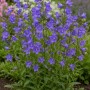 Blühende Glockenblume (Campanula persicifolia) im Themenset Bienen- & Nützlingsmagnet.