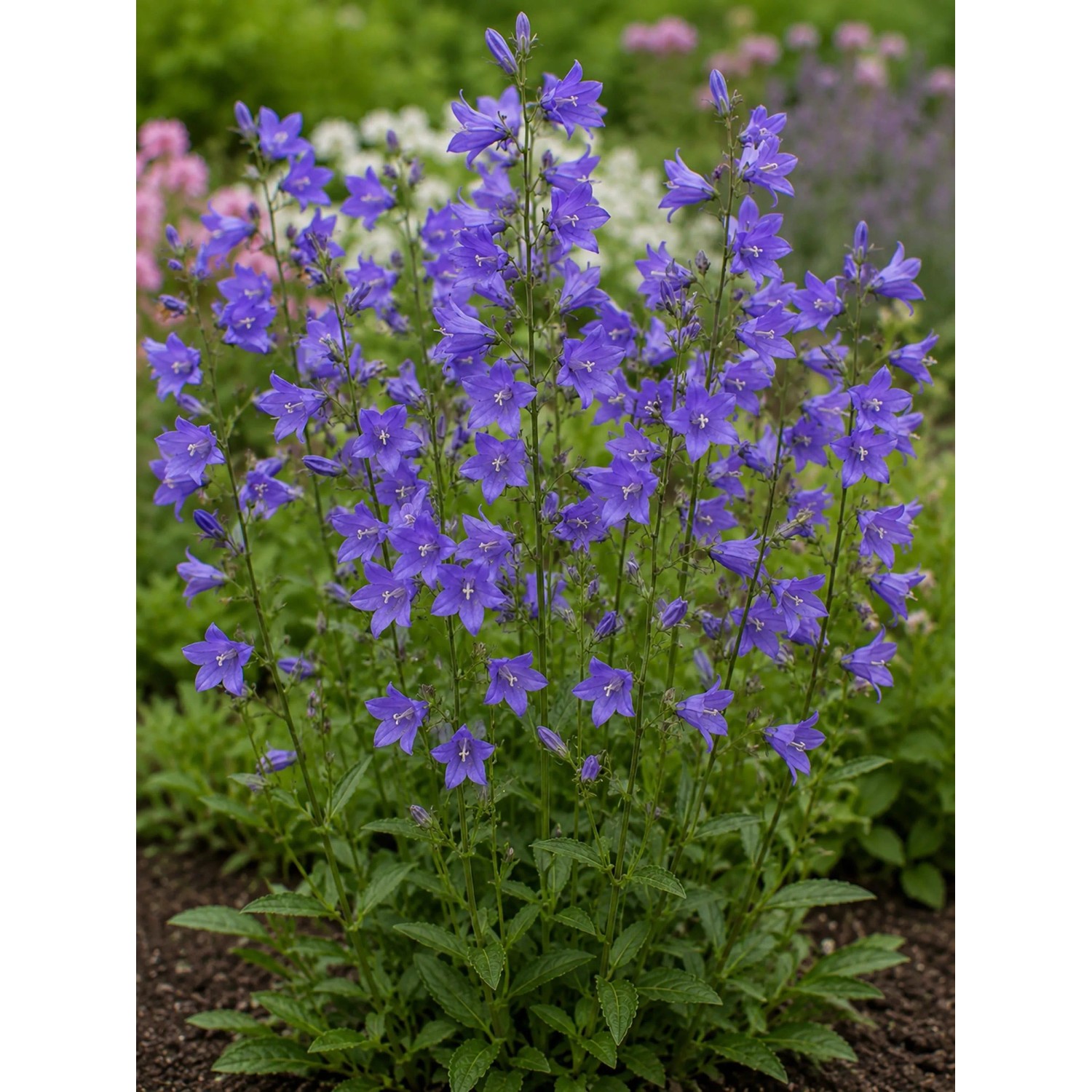 Blühende Glockenblume (Campanula persicifolia) im Themenset Bienen- & Nützlingsmagnet.