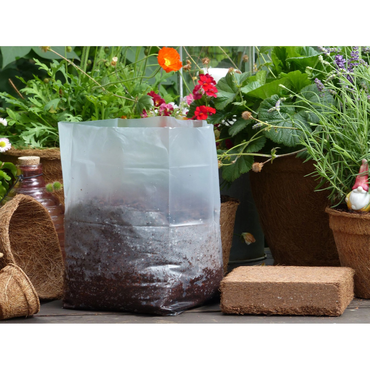 Proflora Biogro torffreie Blumenerde im Quellbeutel (10 l) mit Kokosziegel. Ideal für Garten und Anzucht.