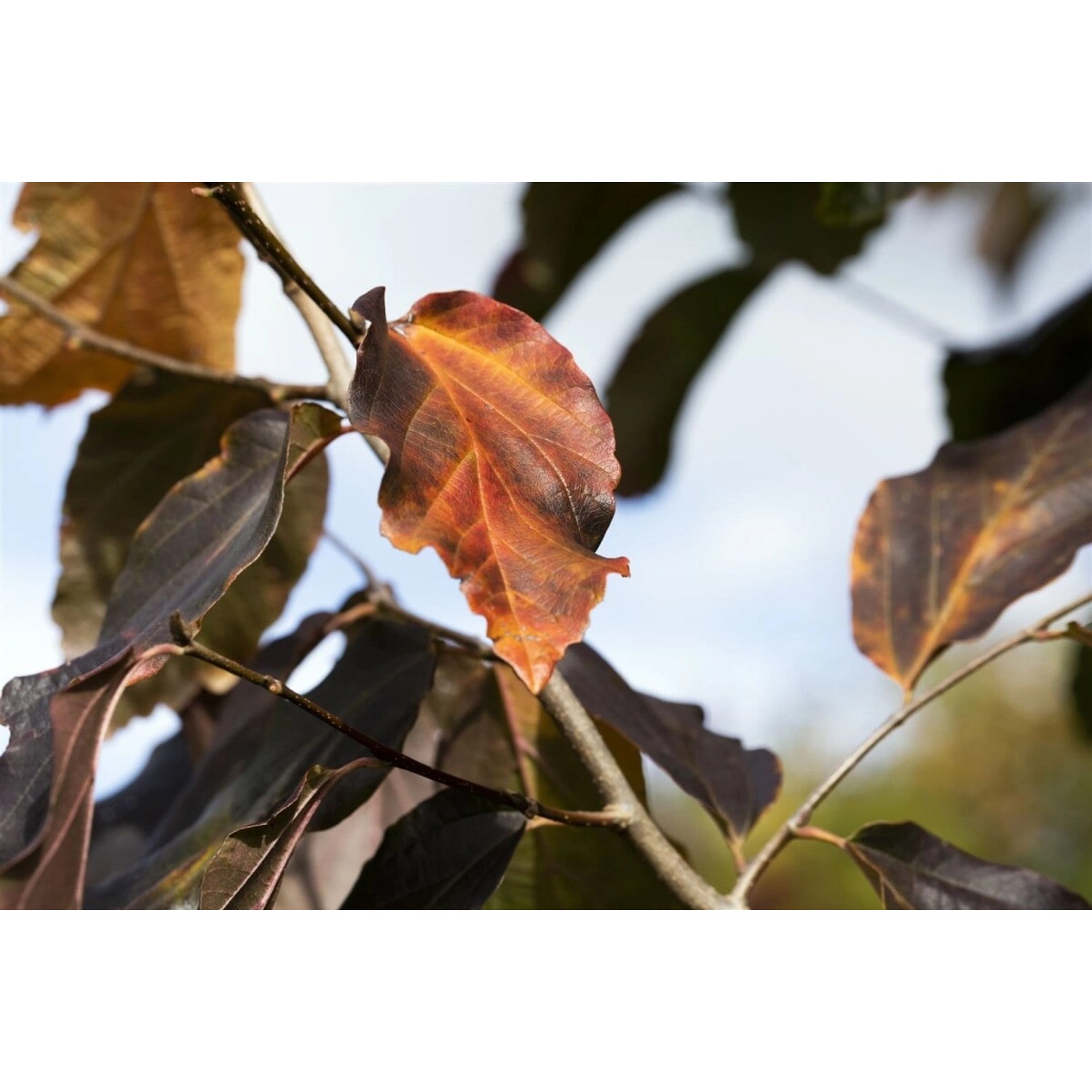Parrotia Persica Vanessa Eisenholzbaum 80–100 cm Auffällige Herbstfärbung günstig online kaufen