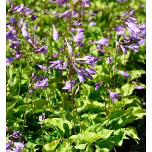 Zwerg Funkie Hosta minor mit lilafarbenen Blüten und grünen Blättern.
