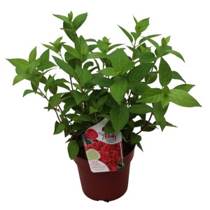 Rispenhortensie 'Bloody Marie' im Topf, ca. 40-60 cm hoch. Blütenfarbe wechselt von Weiß zu Rosa und Dunkelrot.