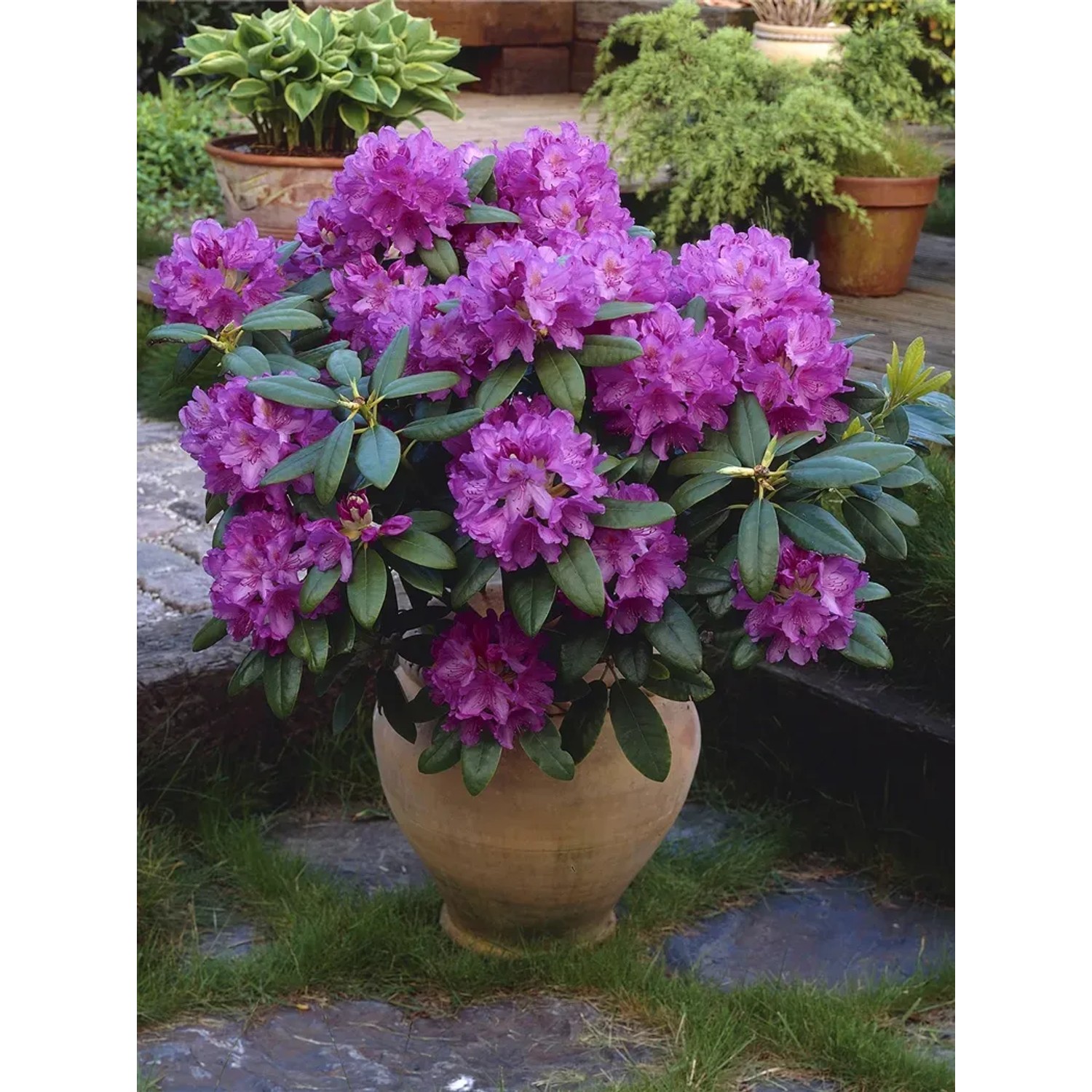 GROW by OBI Solitrpflanze Catawbiense fr Kbel 30-40 cm 7,5 l kaufen bei  OBI