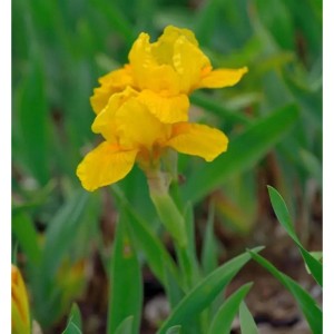 Schwertlilie Robusto - Iris barbata