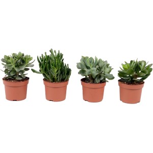 Verschiedene Dickblatt-Sorten (Crassula) im braunen Topf, Topfgröße ca. 12 cm.