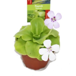 Fettkraut Pinguicula im 9cm Topf mit weißen und lila Blüten, eine fleischfressende Pflanze.