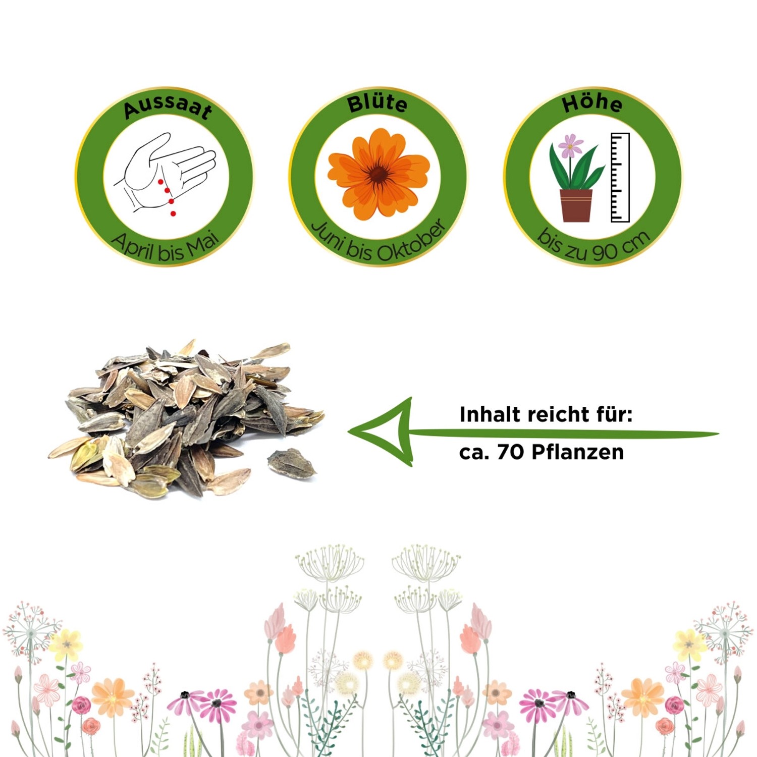 Samen der Zinnie Dahlienblütige Mischung: Aussaat, Blütezeit, Höhe und Ergiebigkeit für ca. 70 Pflanzen.