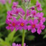 Purpurrote Orchideenprimel (Primula Beesiana) im 9x9 cm Topf. Blühende Staude für Beet und Kübel.