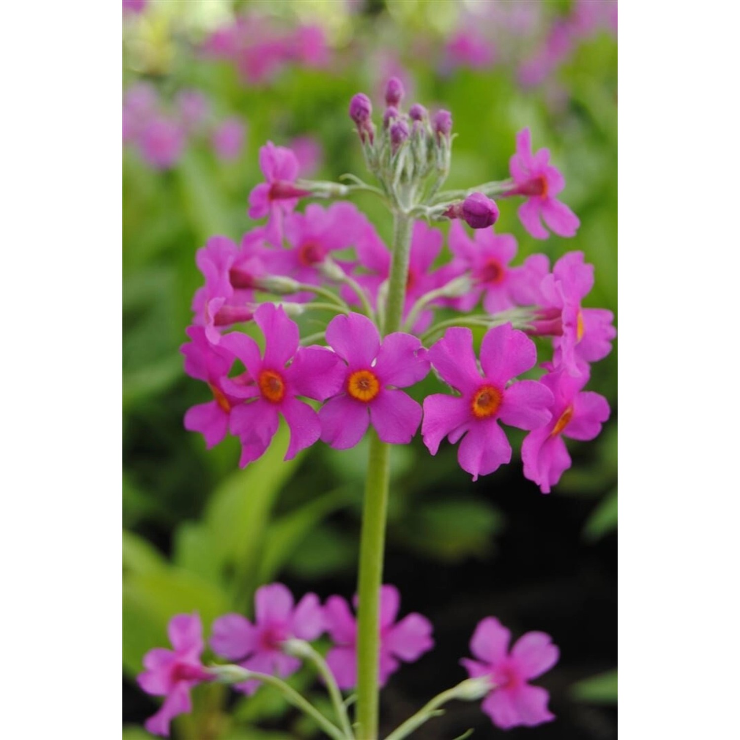 Primula Beesiana Orchideenprimel Ca. 9x9 cm Topf günstig online kaufen