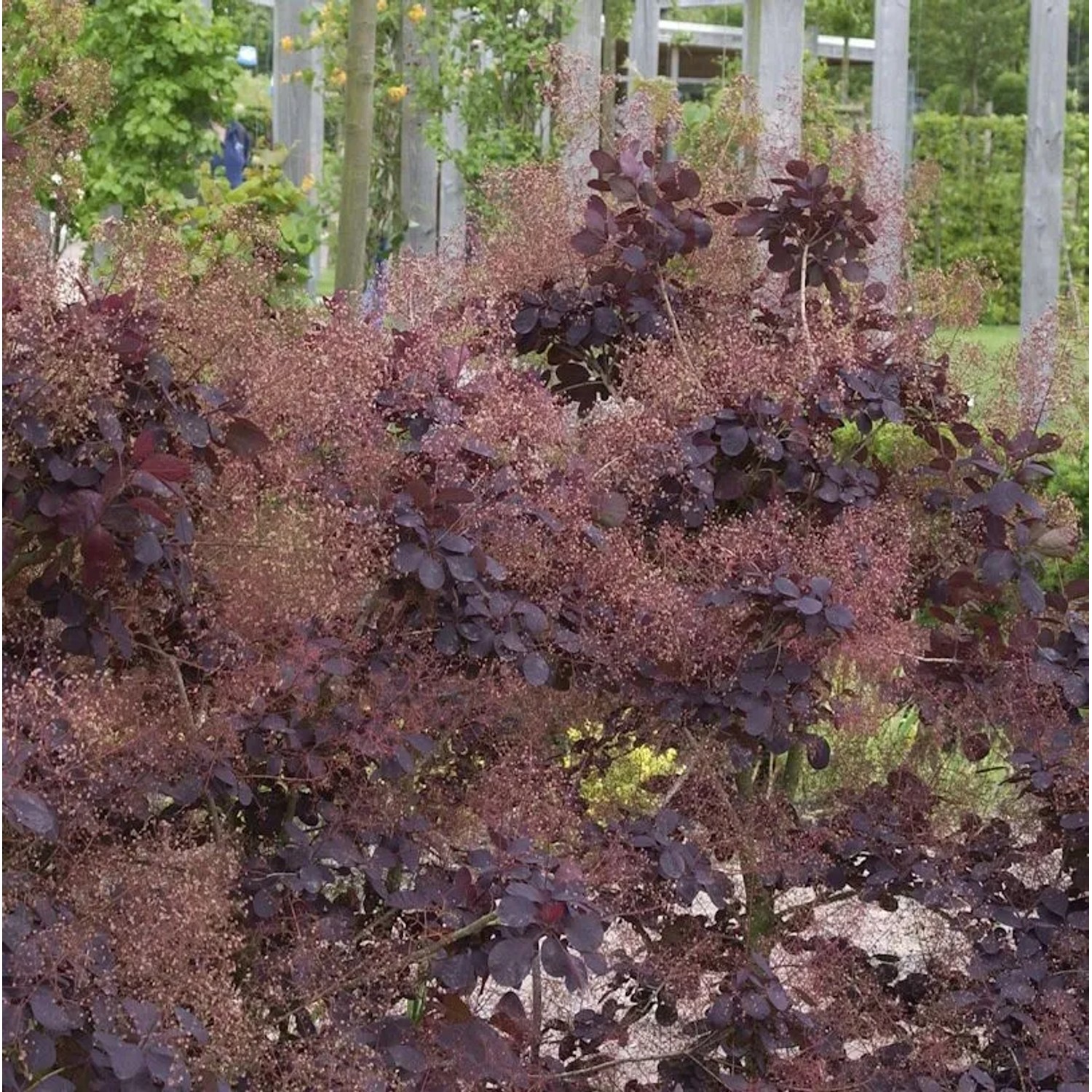 Perückenstrauch Winecraft Black 60-80cm - Cotinus coggygria