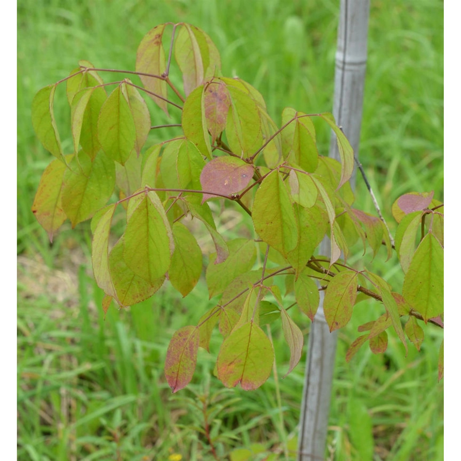 10x Echte Rebhuhnbeere 10-15cm - Mitchella repens günstig online kaufen