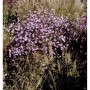 Wild-Aster Asmoe (Aster ageratoides) mit zarten, hellvioletten Blüten im Garten.