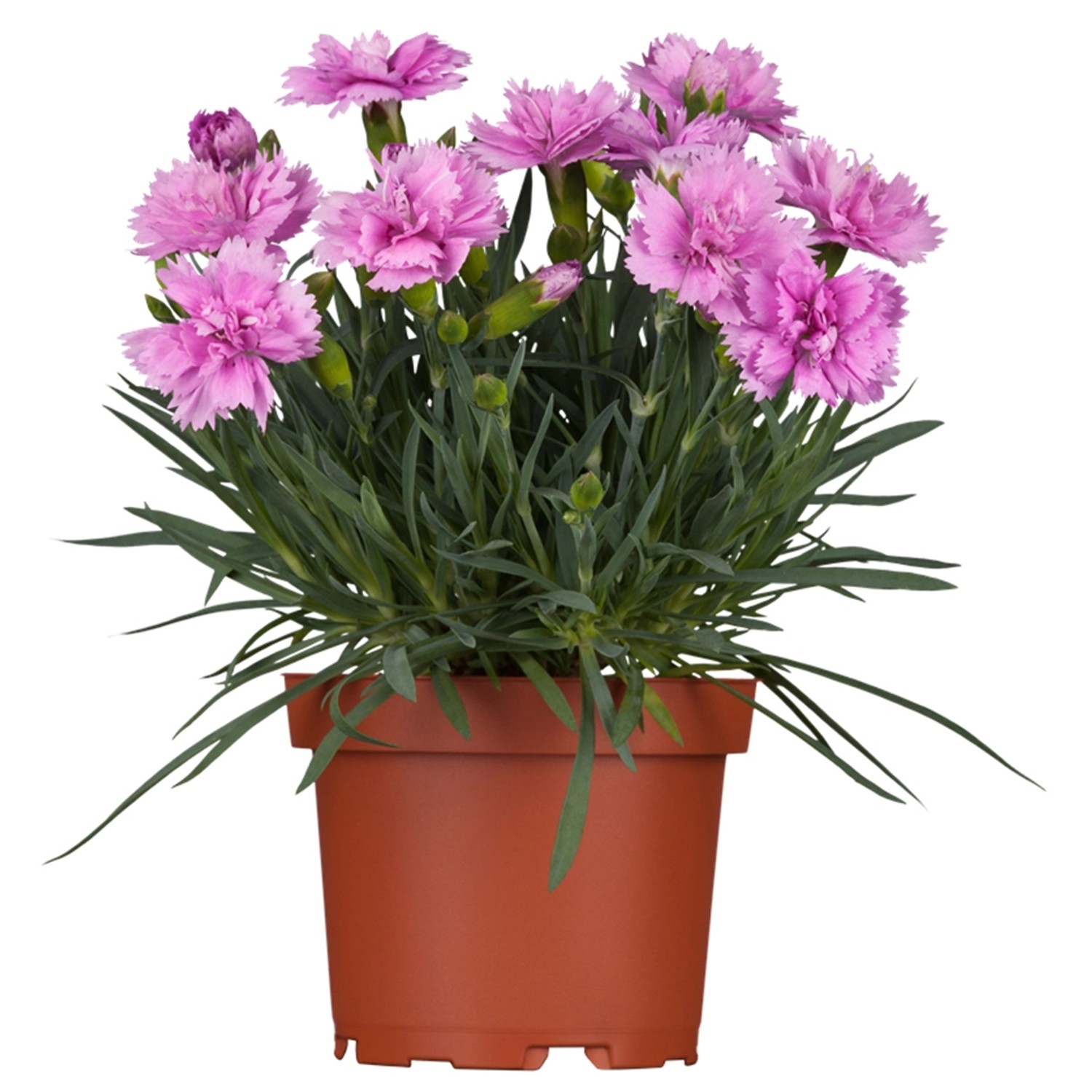 OBI Garten-Pfingstnelke Pink Jewel Rosa Topf-Ø ca. 9 cm x 9 cm Dianthus