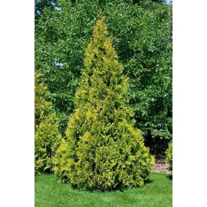 Goldgelbe Thuja 'Yellow Ribbon' als Heckenpflanze im Garten.