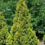 Goldgelbe Thuja 'Yellow Ribbon' als Heckenpflanze im Garten.