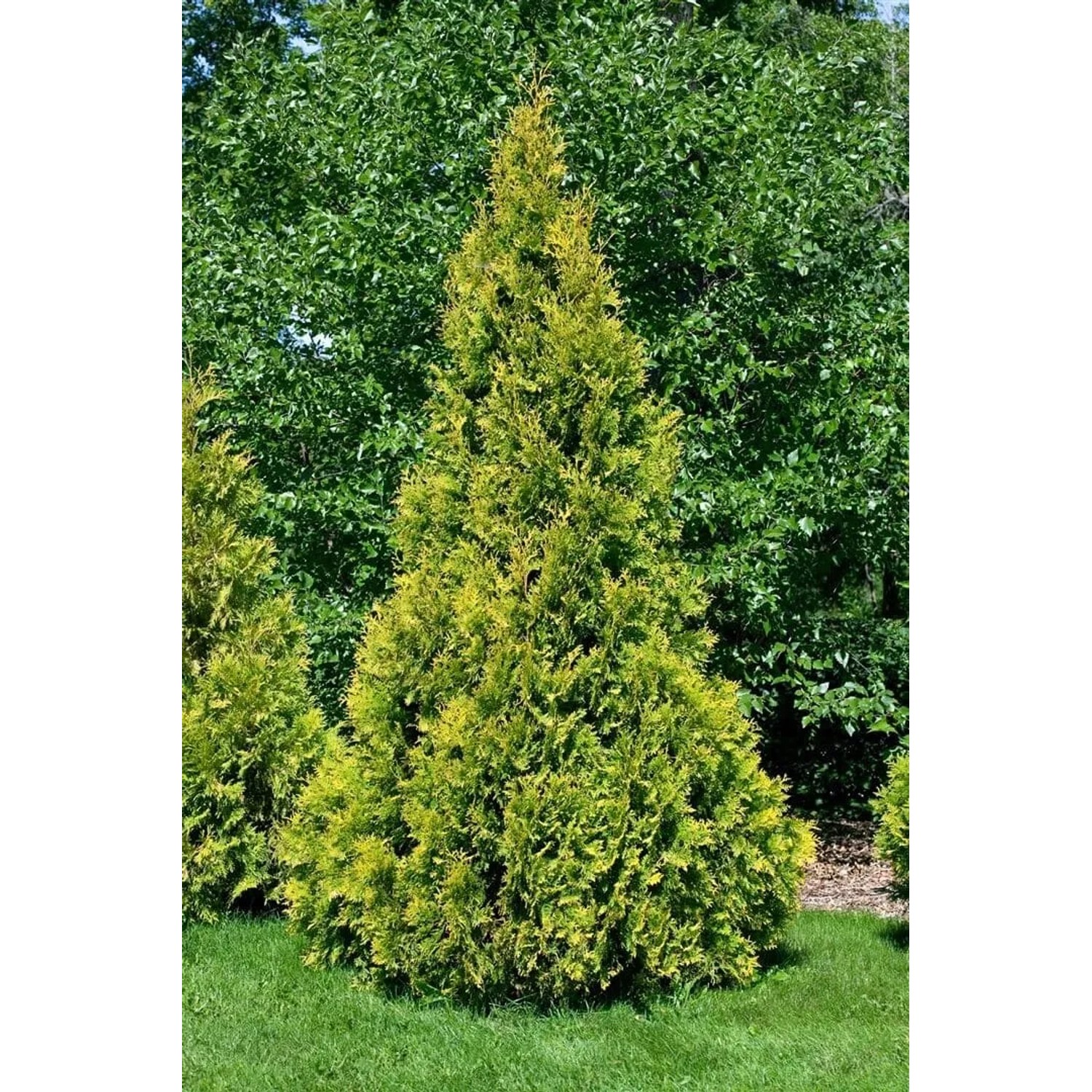 Goldgelbe Thuja 'Yellow Ribbon' als Heckenpflanze im Garten.