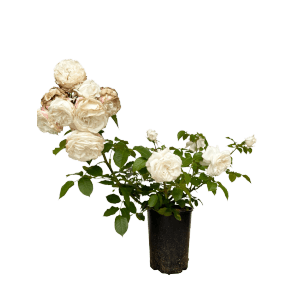 Baumfink Edelrose Annapurna im Topf mit weißen, gefüllten Blüten und grünen Blättern.