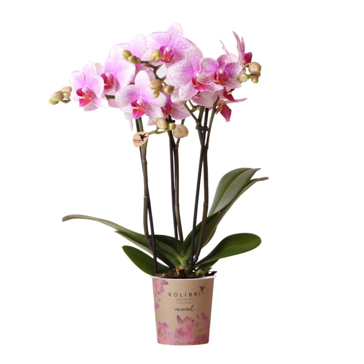 Kolibri Orchids Rosa Phalaenopsis Orchidee Mineral Rotterdam Topfgröße 9cm