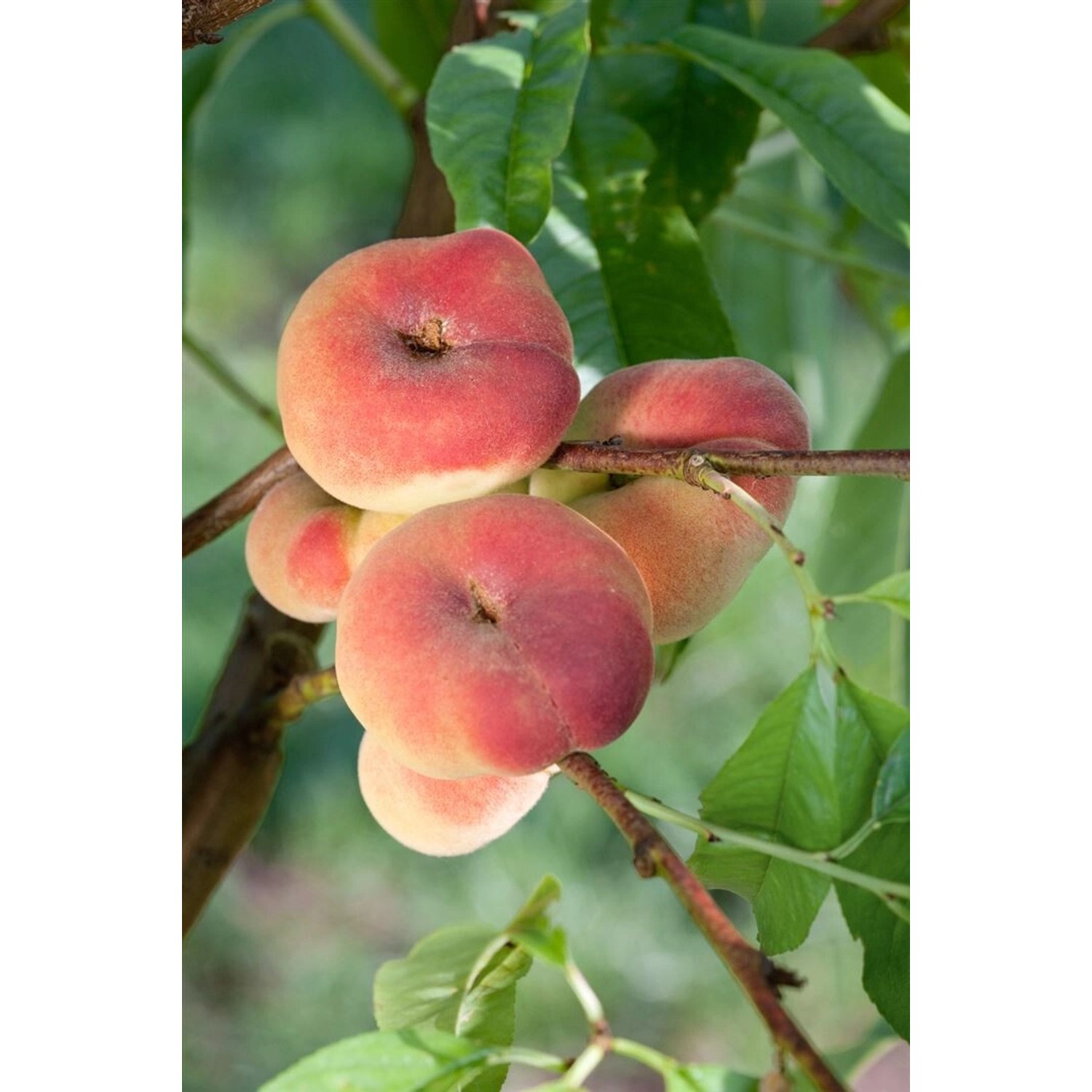 Prunus Persica Tito Pfirsich Cac 150-200cm günstig online kaufen