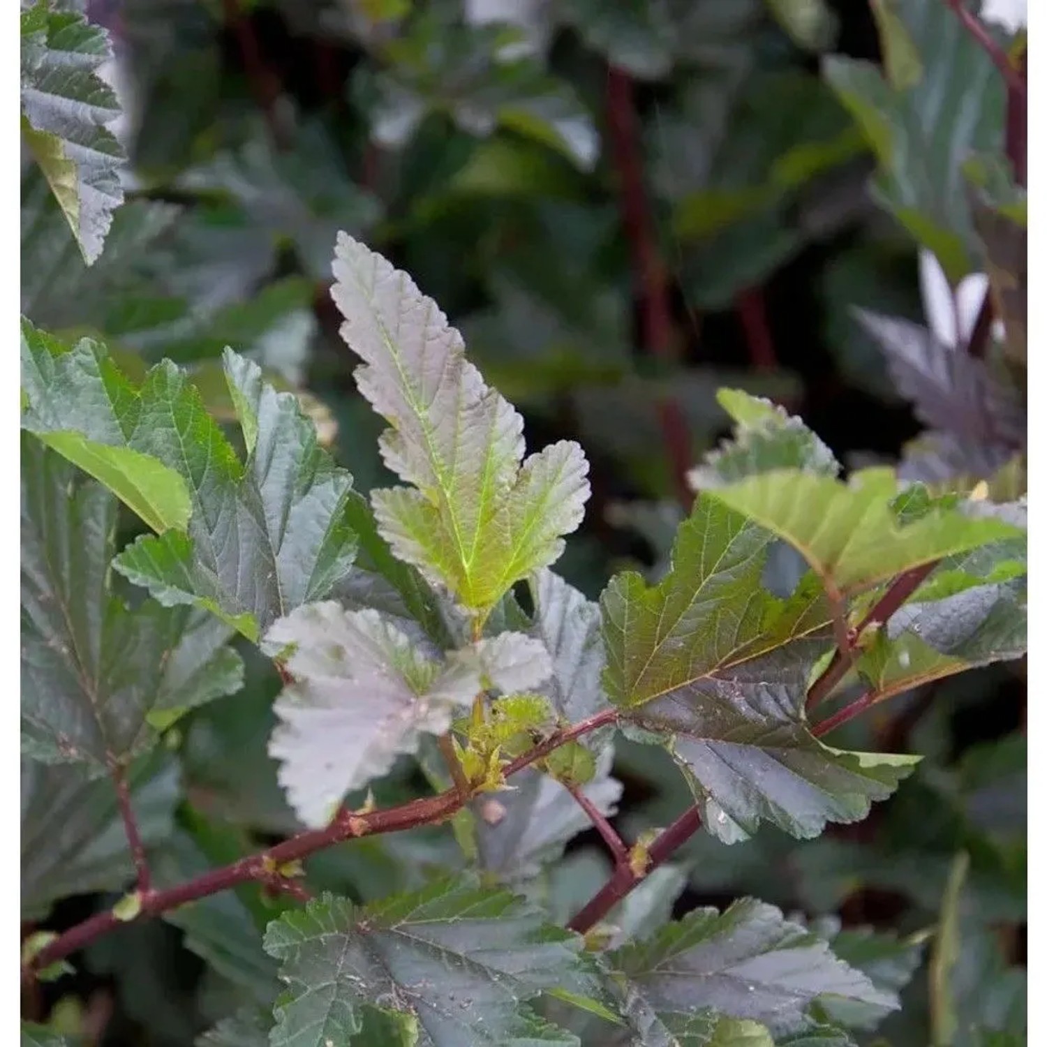 Blasenspiere Red Baron 100-125cm - Physocarpus opulifolius