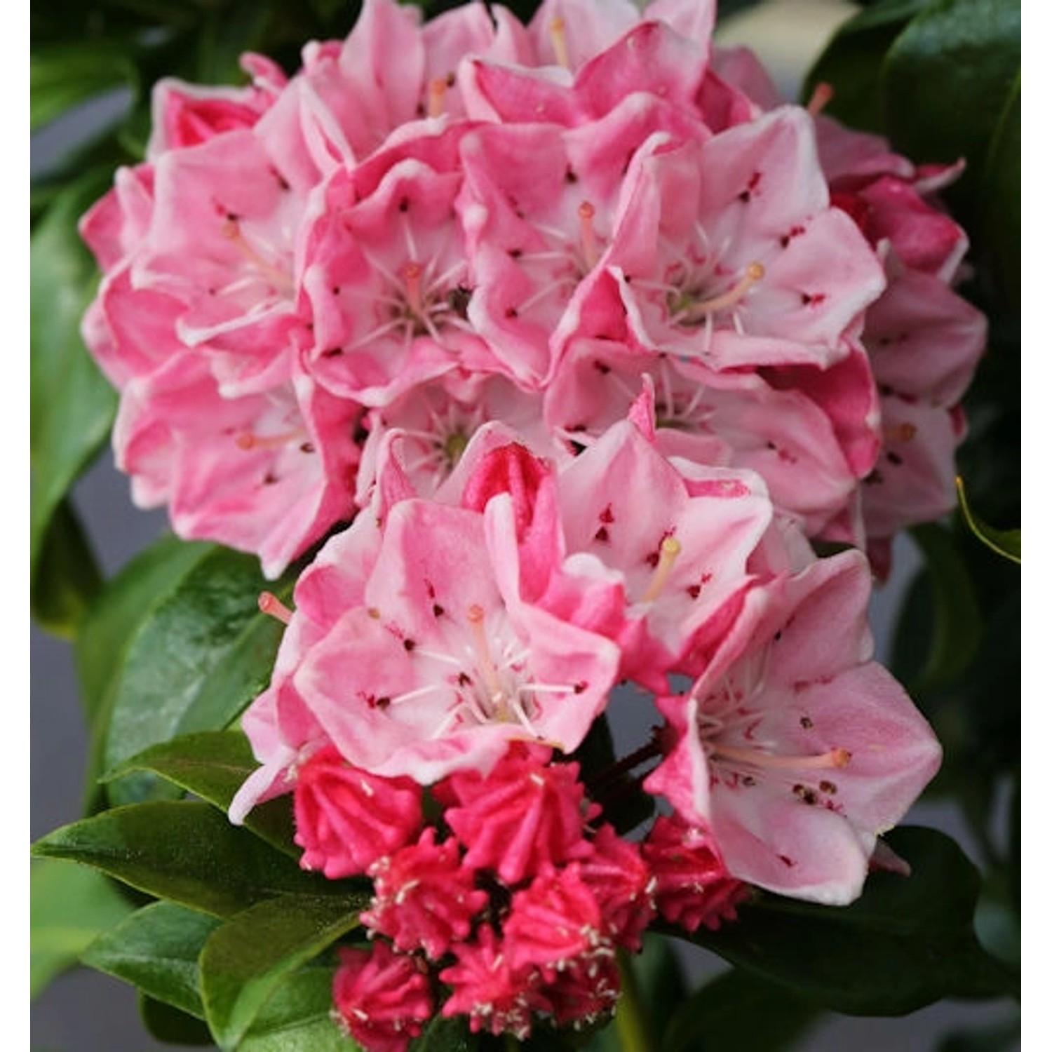 Großer Berglorbeer Olympic Fire 30-40cm - Kalmia latifolia günstig online kaufen