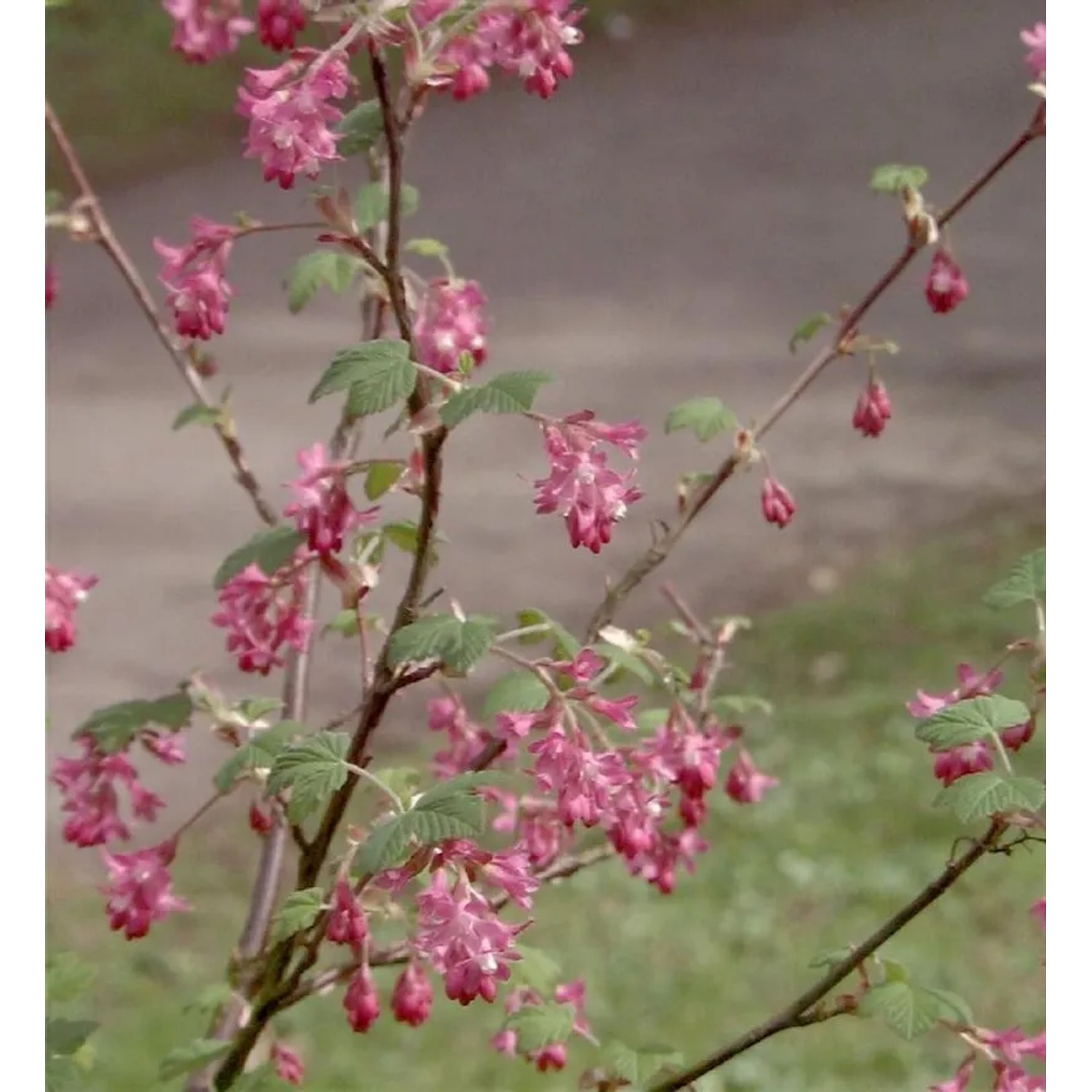 Blut-Johannisbeere Amore 30-40cm - Ribes sanguineum