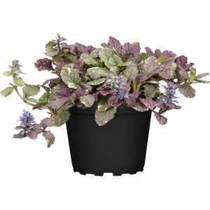 Garten-Günsel 'Blau' im Topf: Ajuga reptans mit blau-violetten Blüten und grün-rötlichem Laub.
