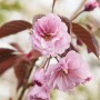 Nahaufnahme: Dunkelrosa Zierkirsche Royal Burgundy Blüte, Hausbaum für den Garten.