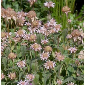 Nahaufnahme der Indianernessel 'Bradburies' mit zartrosa Blüten im Garten.