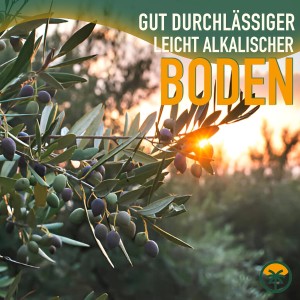 Nahaufnahme von Olivenbaum-Zweig mit reifen Oliven im Gegenlicht. Hinweis auf gut durchlässigen, leicht alkalischen Boden.