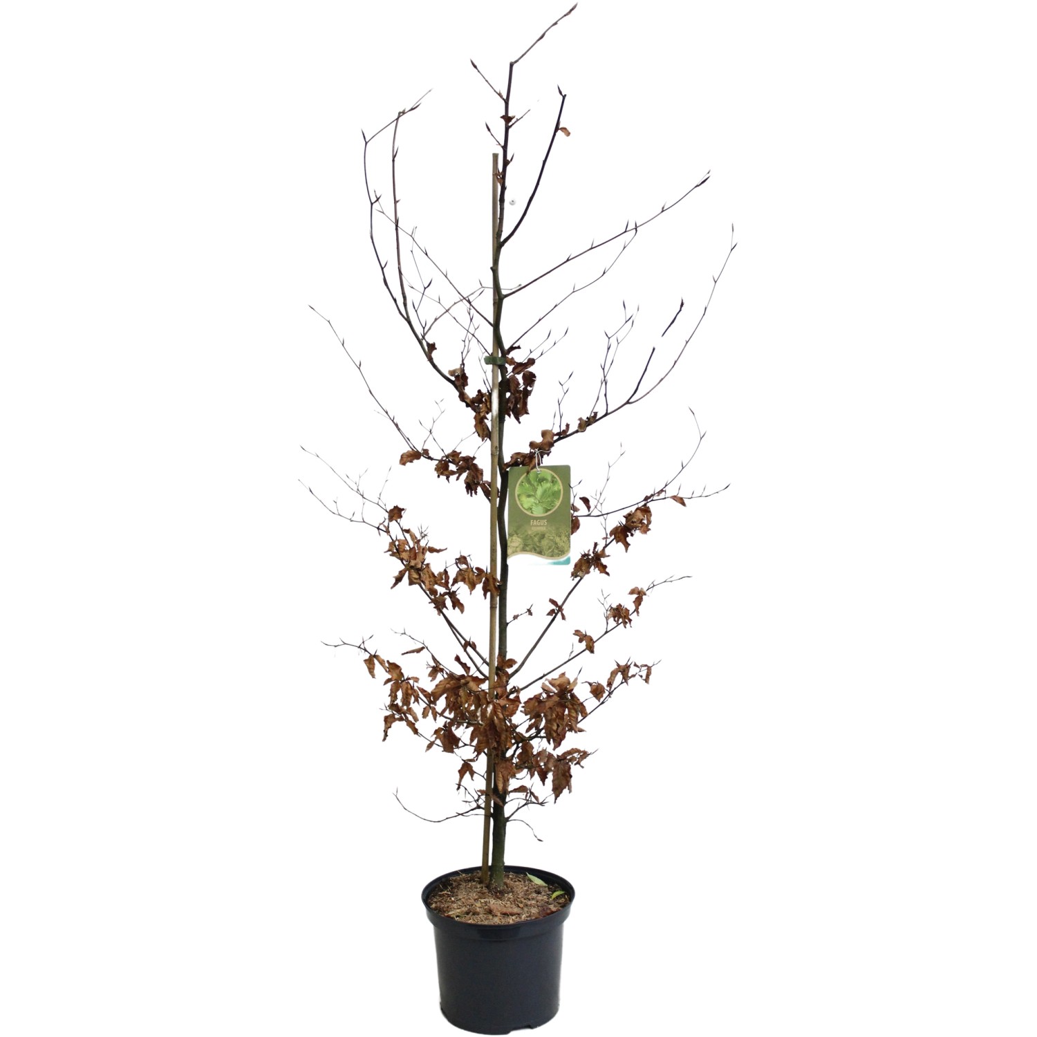 Rotbuche Grün Höhe ca. 100 - 125 cm Topf ca. 5 l Fagus sylvatica günstig online kaufen