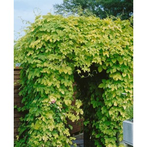 Goldgelber Hopfen 'Aureus' als Kletterpflanze, begrünt einen Durchgang im Garten.